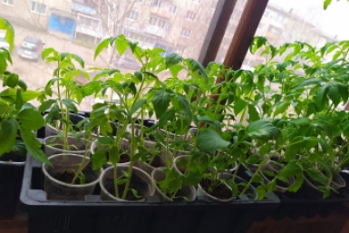 Тематическое фото ИА PriamurMedia