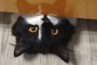 Тематическое фото ИА PriamurMedia