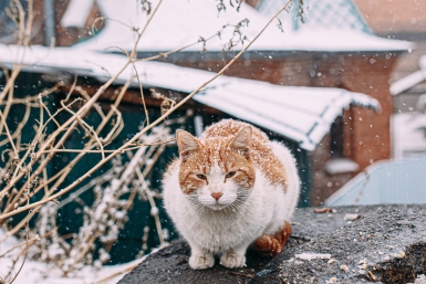 Снег Мария Смитюк, ИА PrimaMedia