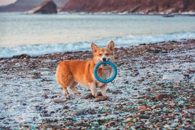 Какая собака вас укусила — всю правду объяснит сонник