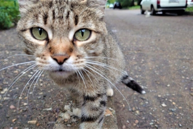 Тайны ночного кошмара: к чему снится кошка