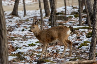 лес, дикие животные, сафари парк, природа, косуля Мария Смитюк, ИА PrimaMedia.ru