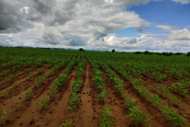 соевое  поле ИА ЕАОMedia Елена Гиневская