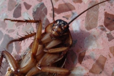 Тематическое фото pxhere.com