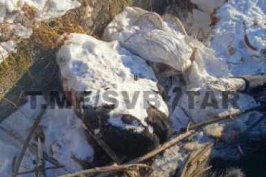 Останки крупного рогатого скота и лошадей привлекают бродячих собак и диких птиц телеграм-канал @svbstar (18+)