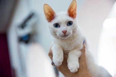 кот, кошка, котики, животные домашние Илья Аверьянов, ИА PrimaMedia.ru