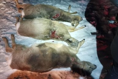 Браконьеры незаконно добыли косуль в Шимановском округе управление по охране животного мира Амурской области