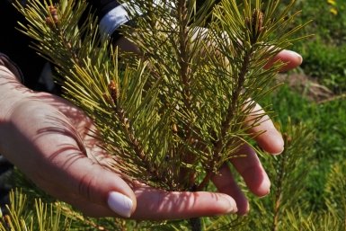 Тематическое фото Ольга Долгополова, ИА UssurMedia