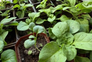 Что срочно посеять на рассаду в марте: 5 важных культур для богатого урожая