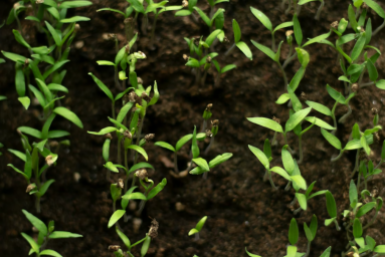 Томатам до пикировки – обязательно: 3 важных шага для крепких и рослых сеянцев