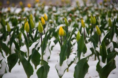 Юрист объяснила, за какие весенние цветы наказывают по всей строгости