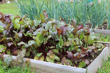 Дачники, это не свёкла, а сладкий рубин: Мякоть сочная, как нектар — урожайность до 6–7 кг/м²