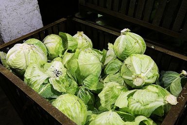 Дачники, это не капуста, а огородный богатырь: кочаны плотные, как камень — урожайность до 15 кг/м²