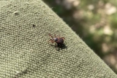 Тематическое фото ИИ Кандинский (18+)