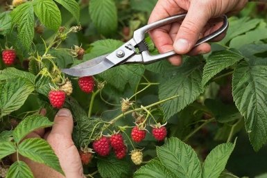 Обрезка малины ГигаЧат (18+)