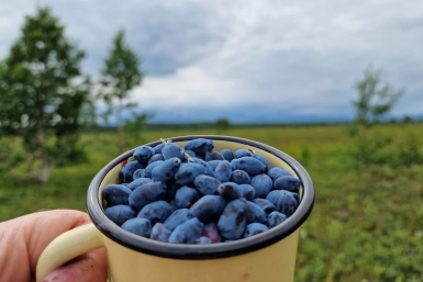 Жимолость Из личного архива Сергея Лебедева