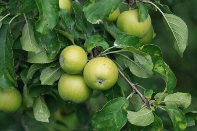 Парша на яблоне ГигаЧат (18+)