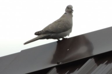 Кольчатая горлица осваивает окрестности заповедника в Приамурье Хинганский заповедник