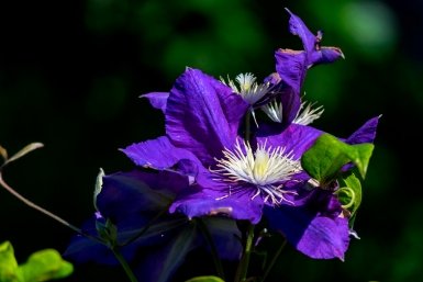 Клематисы pxhere.com