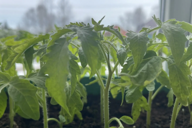 Рассада Автора