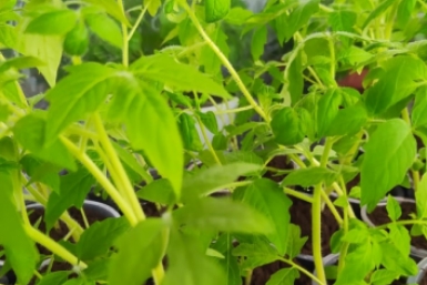 Рассада ИА PriamurMedia