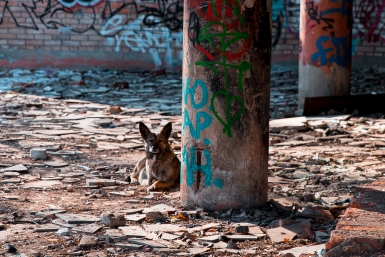 Компенсацию после нападения бродячего пса взыскали с тех, кто его подкармливал