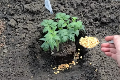 Тематическое фото скриншот видео с youtube-канала &quotСадоводство с Еленой&quot(12+)