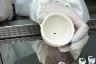 Более 270 человек пострадали от укусов клещей с начала сезона в Приморье Пресс-служба правительства Приморского края