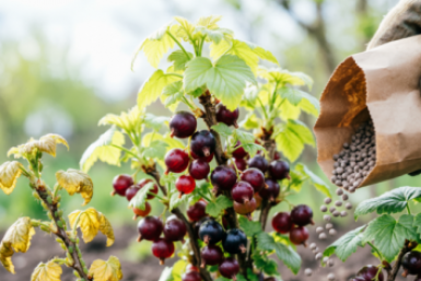 Сыплю под куст в апреле эту "гадость" — тля корчится, а смородина наливается мёдом
