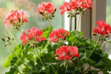 5 трюков и даже облезлая герань мигом покроется цветами: бутоны лезут каждый день