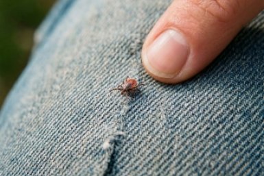 В апреле и мае от клещей — необходимо: 5 капель на одежду — и паразиты врассыпную, эффект на целый день