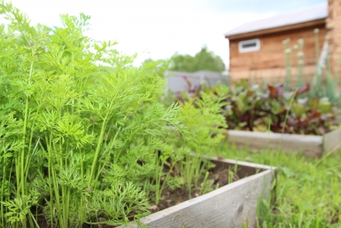 Забудьте про прореживание: найден 1 гениальный трюк для посева моркови — грядка превратится в золотую жилу