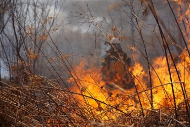 Человеческая халатность продолжает сжигать Приморье Платон Волков (КГБУ &quotПриморская авиабаза&quot)