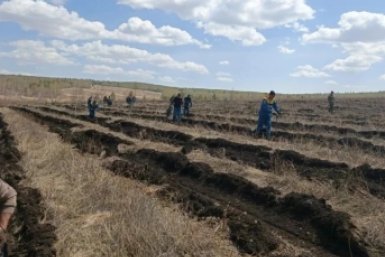 Посадка пресс-службы Минлеса