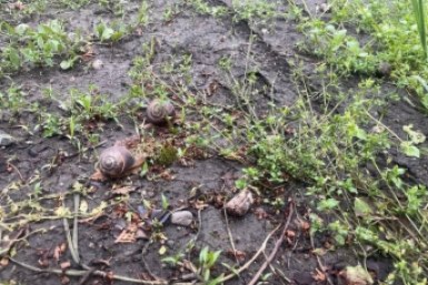 Слизни уползут восвояси, будто их и не было: 3 способа спасти капусту от вредителей