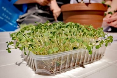 Ставка на микрозелень: амурский колледж запускает сити-фермы