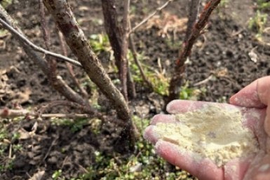 1 стакан на грядку — и муравьёв с клещами как корова языком слизала: урожай в 3 раза выше