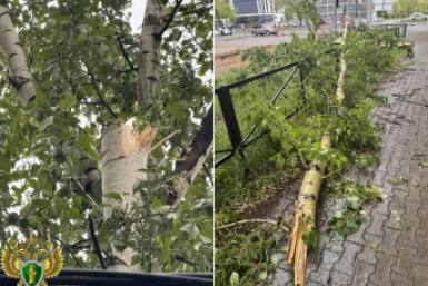 В Благовещенске дерево рухнуло на ребенка