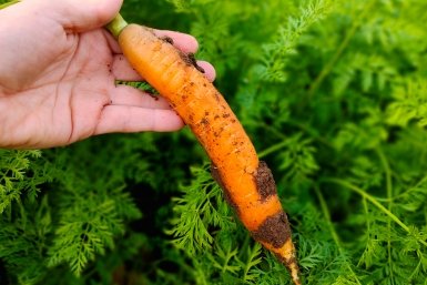 Всходы моркови поливаю только так — и муха не ест, и морковь вымахала крупная, ровная