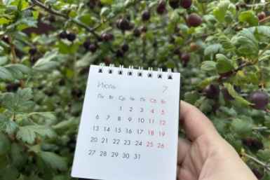 В жару смородине - не только полив: заполняем 1/10 - мелких ягод точно не будет
