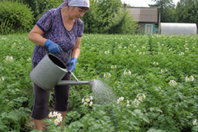 Картофелю в середине июля - важнее полива: 35 г в воду - и лью под куст, клубни размером с яблоко