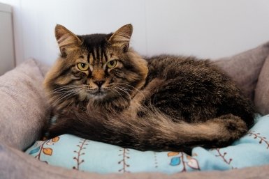 кот, кошка, домашние животные, фонд Умка, защитники животных Евгений Кулешов, ИА PrimaMedia.ru