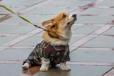 Новость дня