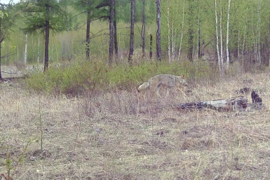 Волк Минприроды Забайкалья