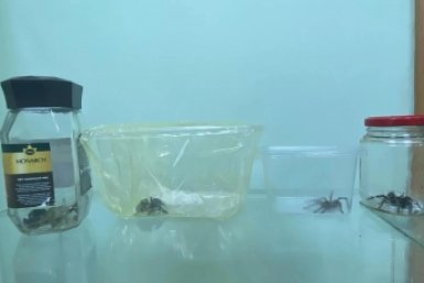 Пойманные тарантулы Жигзымы Цыдыповой
