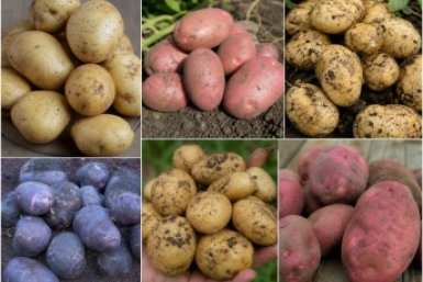 Картошка вырастет размером с кулак: лучшие сорта-тяжеловесы для воздушного пюре и хрустящей корочки