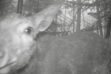 Пятнистый олень исследовал фотоловушку в &quotЗемле леопарда&quot ФГБУ &quotЗемля леопарда&quot