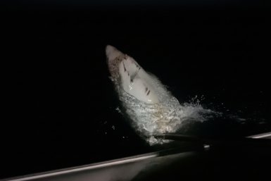 У Большого Камня рыбаки поймали трехметровую акулу предоставлено читателями