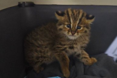 Крошечную самку лесного кота спасают в приморском Центре &quotТигр&quot ТГ-канал Центра &quotТигр&quot
