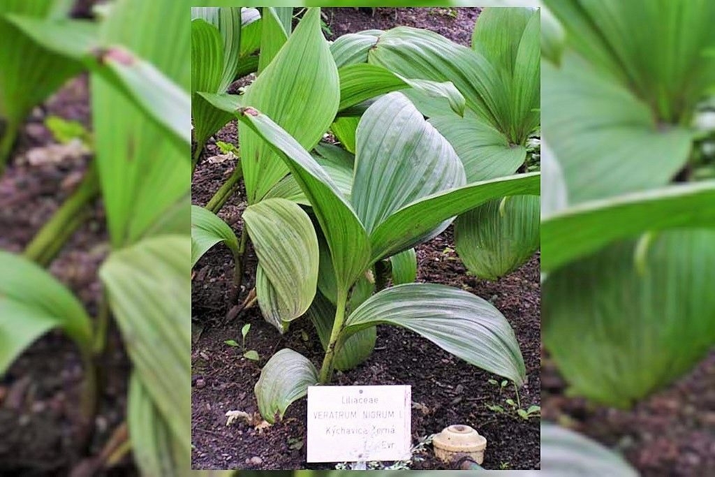 Как отличить черемшу от ядовитой чемерицы